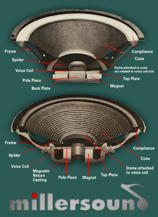 Speaker Anatomy